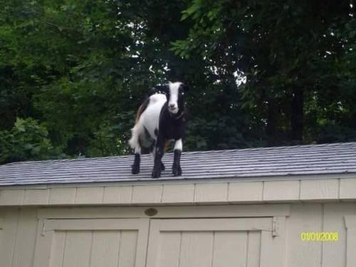 babygoatsandfriends:angry goat on roof only respects one man