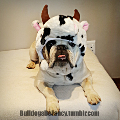 ***It’s not a cow it’s a Bull***
#Bulldog #BulldogsBeFancy #Dogs #Cute #EnglishBulldog