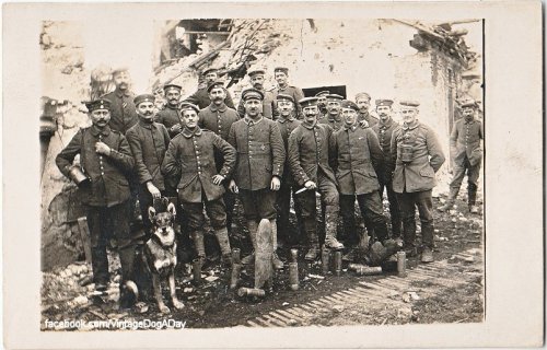 German Shepherd Dog with soldiers, France 1918