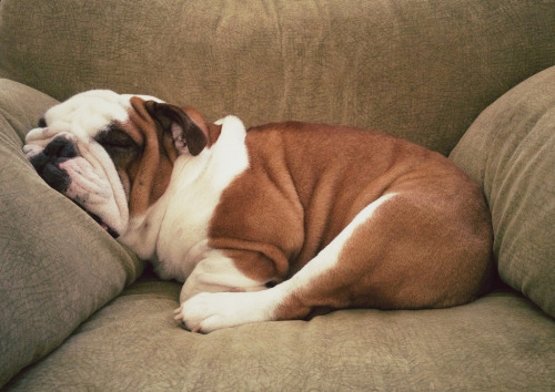 Quando ero più giovane volevo uno Shar Pei. Folle! Ero folle! Un bulldog ci vuole. E un boxer. E un 