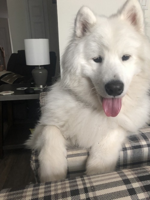 neothesamoyed: What’s poppin’