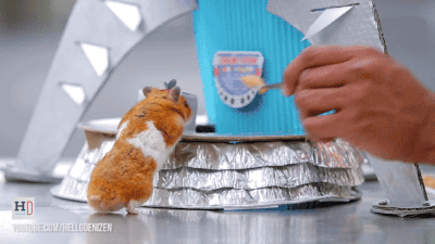 gifsboom:  Video: Tiny Hamster Has the Best Day Ever at Disney World 