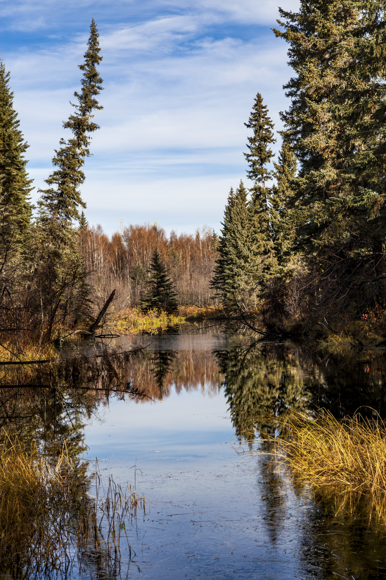 theencompassingworld:  toofarnorth:  To the Muskwa River - toofarnorth  The World