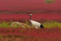 mingsonjia:  Red-crowned Cranes &amp; Red Beach,  Panjin, China (source) 