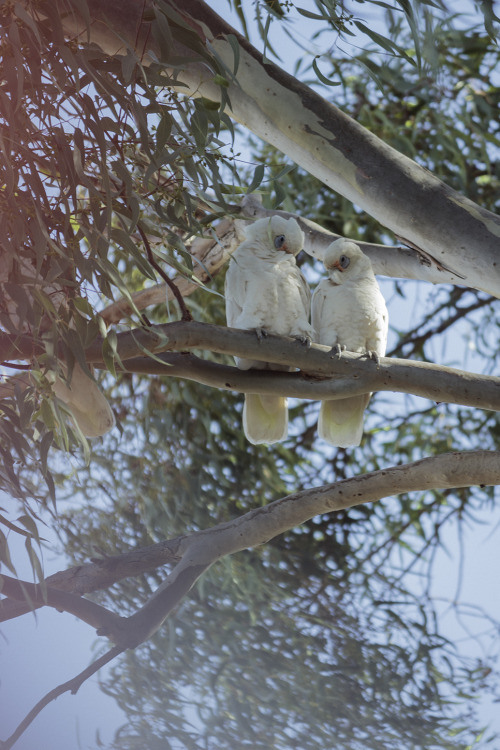 corellas