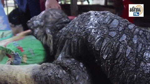 sixpenceee:  Bizarre Creature That Looks “Half-Crocodile-Half-Buffalo” Born In Thai VillageResidents of a remote village in Sisaket Province, Thailand, have been left in awe after a calf was born which appeared to be “half crocodile half buffalo.”Although