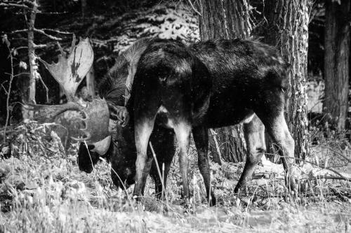 Bull moose sparring near the Gros Ventre river, Grand Teton National Park. November, 2020.