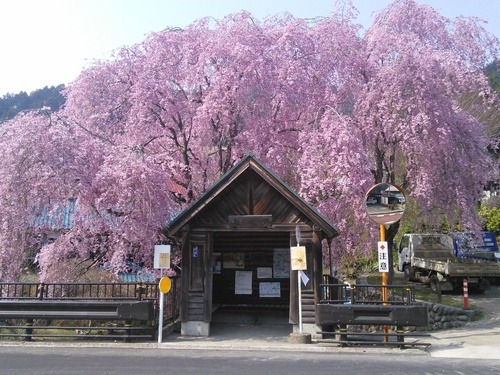 花見頃は4月中旬 檜原村の桜の名所 へんぼり枝垂れ桜 東京近郊の穴場花見スポット 檜原村の観光 お勧めスポット 穴場情報をみんなで集めてるサイト Hinoharaプラス