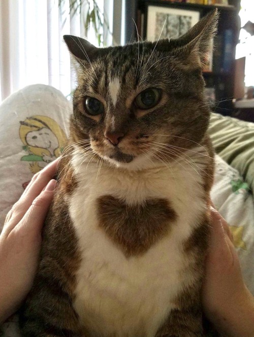 such-justice-wow: berlin1991: itstimewehavesomesoliddick: love is stored in the cat so precious &he