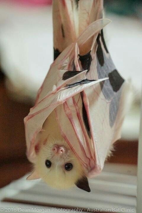 save-the-bats: doctorwh000o: Blessing your day with some cute ass fluff dragons. Look at these lil sky puppies ❤😍😍😍 Ps i will be posting some actual DW stuff soon i promise Here are some ADORABLE pictures of Flying Foxes that will make your