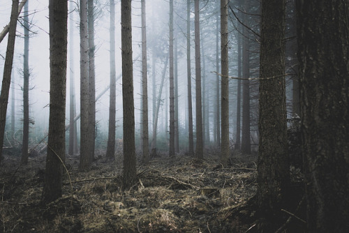 Forest Fog by *Henrik Emtkjær Hansen* on Flickr.