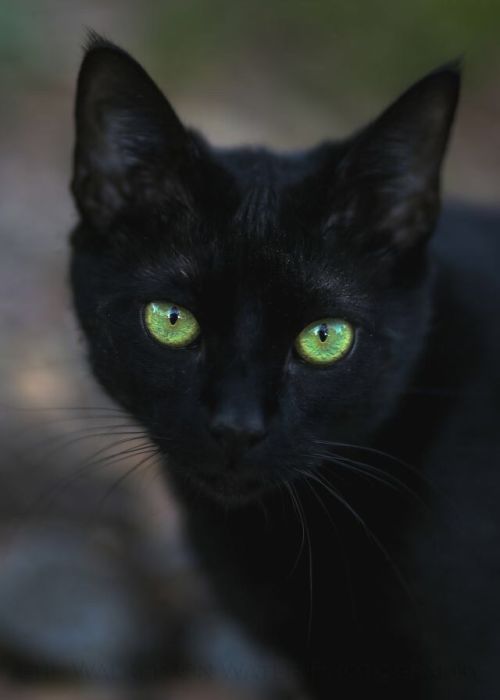 Hollypelt &ndash; black she-cat with green eyes(Thunderclan)