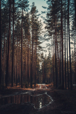 umq:  Forest {Pave Mazur} 
