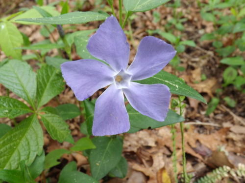 periwinkle