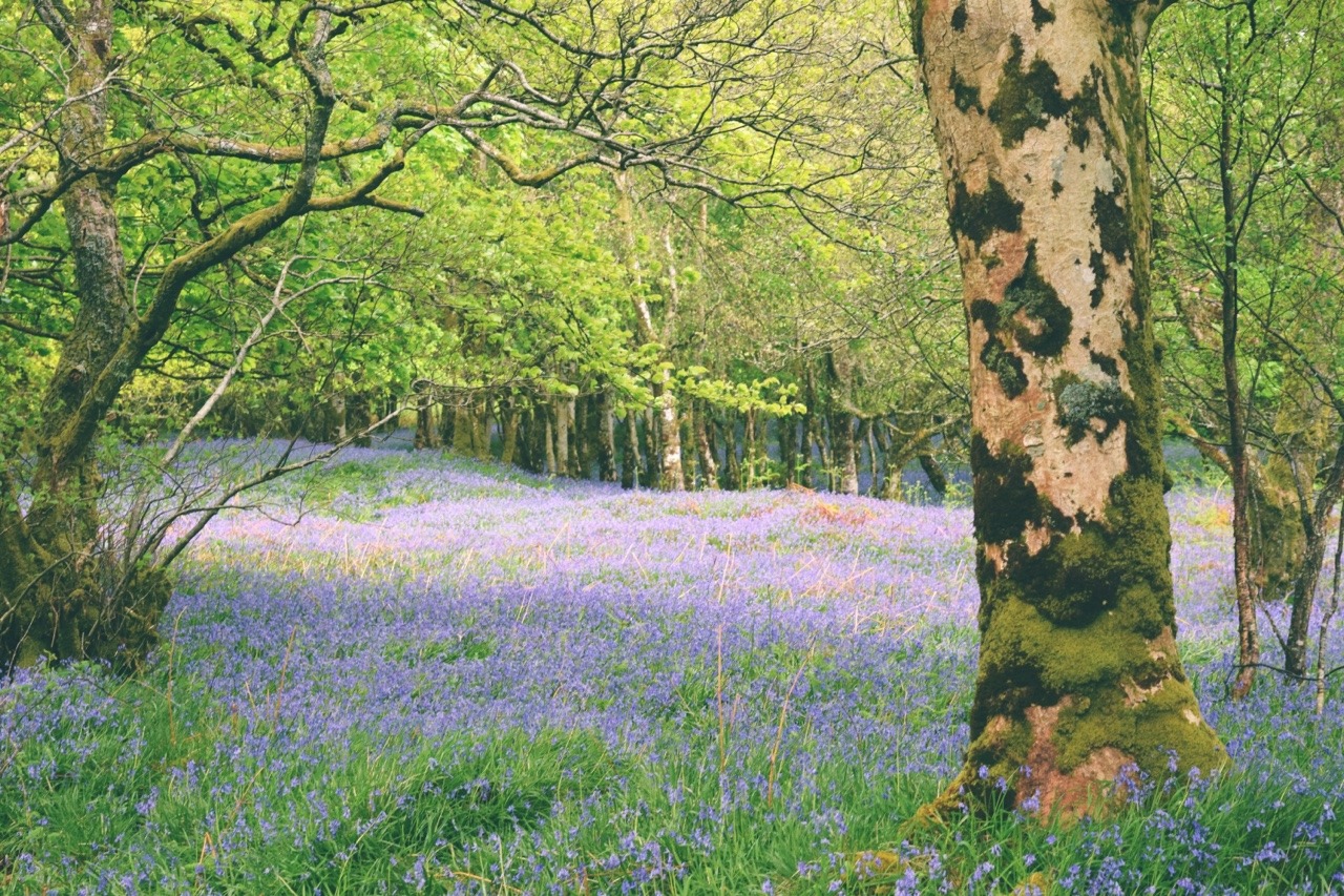 archae-heart:  bluebell forests  