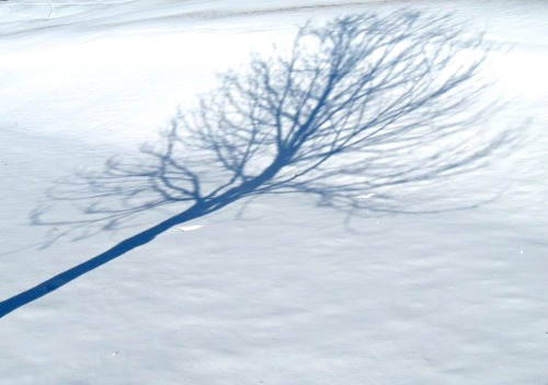 Snow tree.