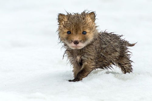 theartofnotwriting:  mymodernmet:  In the cold depths of Russia’s northeastern Chukotka region, Magadan-based photographer Ivan Kislov captures colorful signs of life in the snow through his breathtaking images of foxes in the wild.  Because everyone