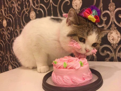 Kitten loves cake&hellip;lol