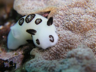 theinkchild: bugcthulhu:  thelastsworld:  abilify:  More sea slugs  sea slugs make everything better.    deep bunnies  the soft children have arrived 