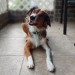 riley-coyotl:Portraits with Juniper