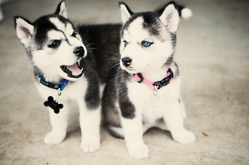 this-little-princess:  krystakaos:  Because puppies  The cuteness!  *squee* that&rsquo;s