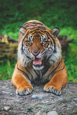 wearevanity:  Sumatran Tiger © 