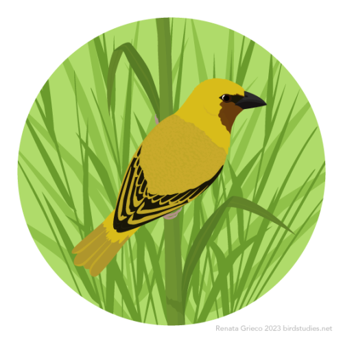 A bright yellow bird with black and yellow wings, a reddish brown face, a dark grey bill, and pink feet clings to a large grass stalk in front of other grasses against a light green background