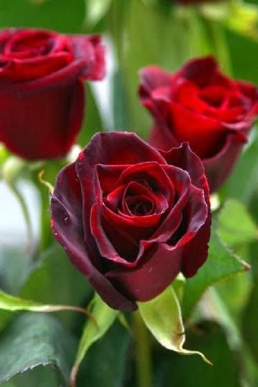 flowersgardenlove:  Black Beauty Rose Beautiful 