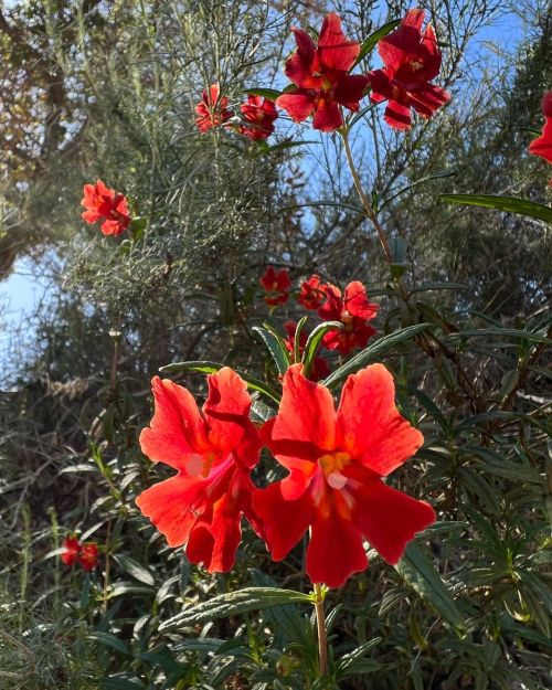 #DiplacusPuniceus just putting on a show up on the hill behind my classroom. ¯\_(ツ)_/¯#californian