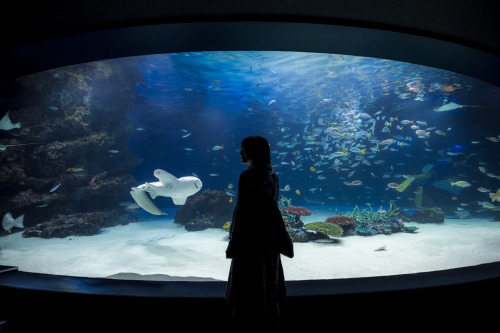 lkazphoto:  Aquarium, Ikebukuro （池袋）