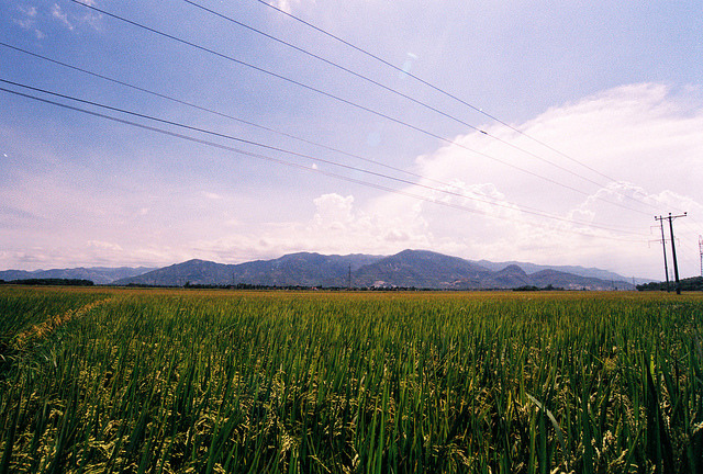 Paddy Field, Diên Khánh on Flickr.
• Camera: Nikon FM
• Film: Fuji ProPlus 200