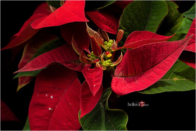 Flower Of The Holy Night