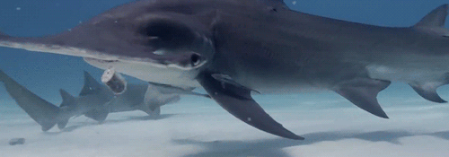 sharkhugger:HAM!O—–u—–O