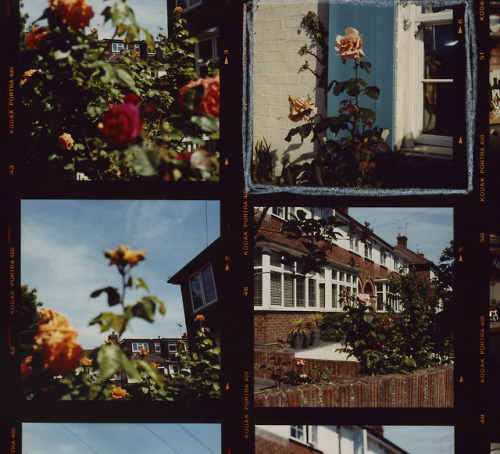 ninebagatelles:Some roses in St. Albans. June 2018.