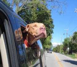 thecutestofthecute:Happy rescue dogs being adopted