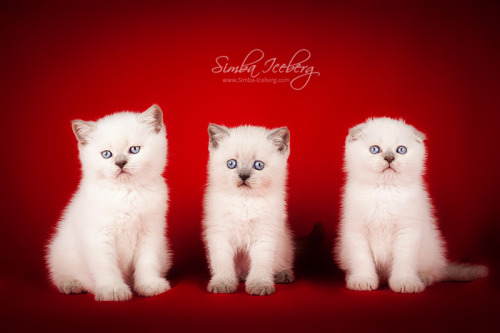 Scottish Fold and Scottish Straight colorpoint kittens from litter E&n