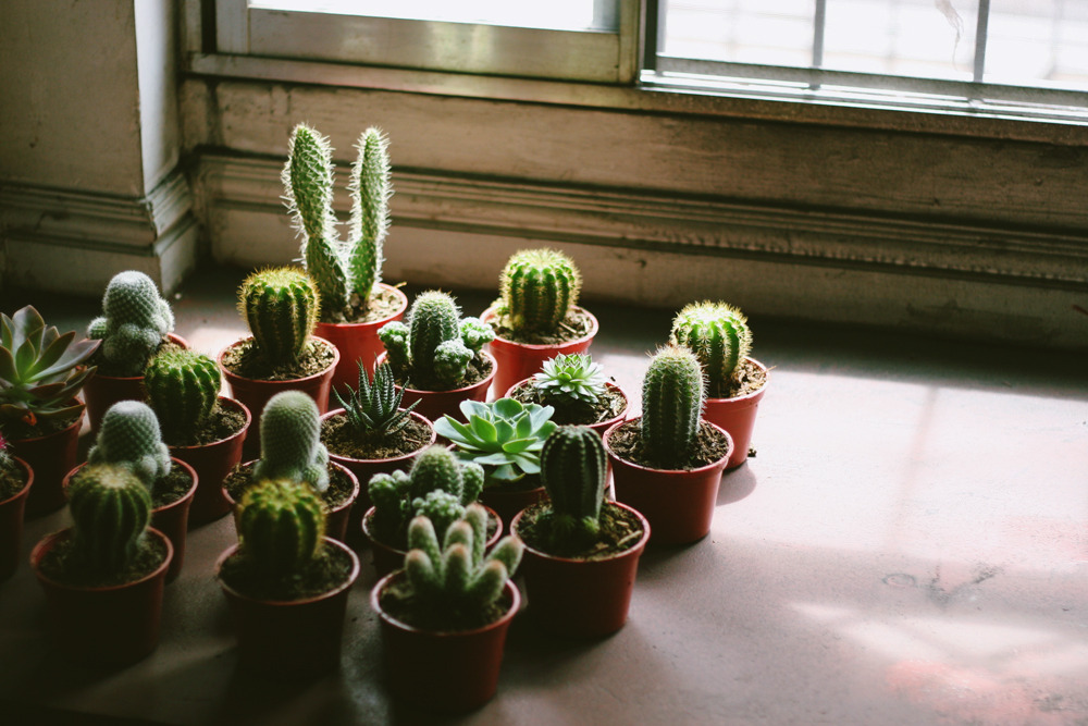 shoepastryheart:There’s something going on in our attic.
