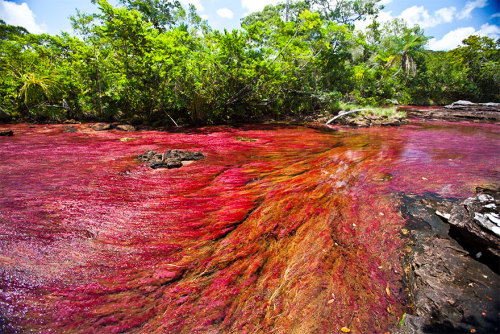 sixpenceee:    CAÑO CRISTALES RIVER (VISTAHERMOSA, COLOMBIA)  This river is known as the “river of 5 colors” (among other terms). For a brief period of time every year, the river blossoms in a vibrant explosion of colors. During the short span between