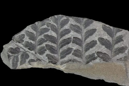 fossilera:This is a beautiful 1.1&quot; fossil fern (Sphenopteris) frond section, from the Pottsvill