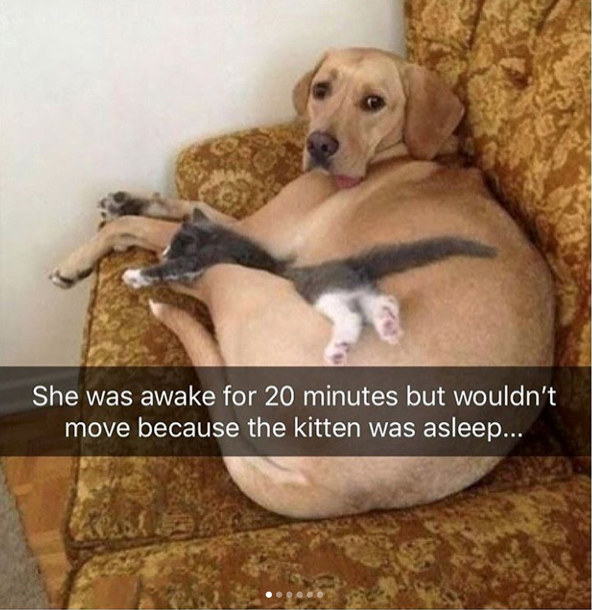 babyanimalgifs:  Animal snaps