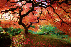 by-grace-of-god:Changing seasons of the much photographed maple tree at Portland’s Japanese Garden