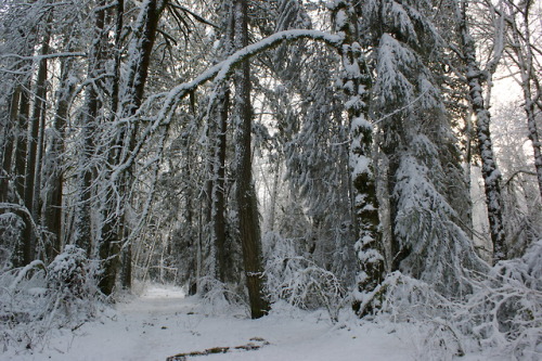 frommylimitedtravels:Snow daze in the PNW.