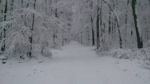 stunningpicture:  [OC] On my way to work this morning, Eifel, Germany [3920x2204] 