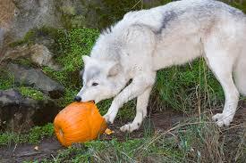 hey-there-little-red-riding-hood:  Happy Halloween!