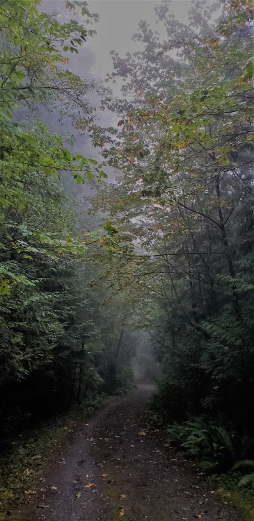 alfalfa67:A misty, rainy hike in the woods.Morrell Sanctuary, Vancouver Island, Canada