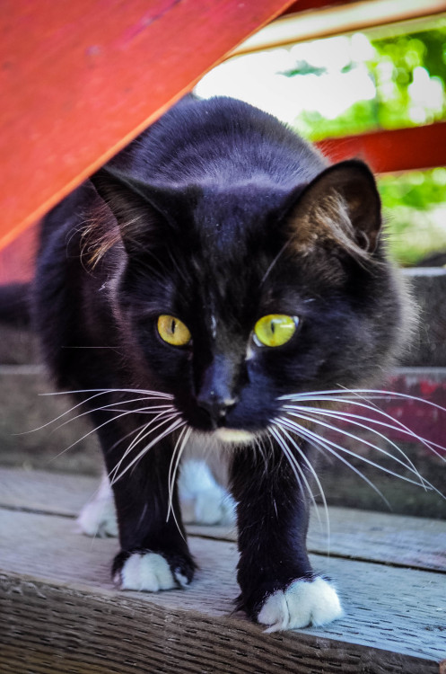 Black Cat, White Paws (look at its tufts!!!)Centre Island, Toronto