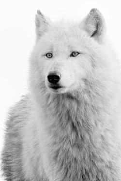 motivationsforlife:  Wolf by Shaun Wilson \\ MFL