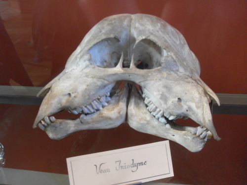 aspidelaps:  loulunatik:  Today i was at the national museum of natural history (Paris) and i took some pictures… Museum of Natural History [part 1]  fuck I love crowded collections aaaaaaaaaaaAAAAAAAAAAAAa 