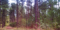 Everlands woods