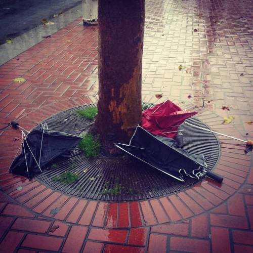 Deep within the heart of San Francisco lies the fabled Umbrella Graveyard, where the sad skeletons o